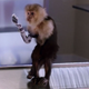 Illustration for article titled iSilicon Valley /iand the Shit-Slinging Robot Monkey Hand